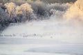 Japanese Cranes in the Mist: Airborne Crane with Food Royalty Free Stock Photo