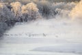 Japanese Cranes in the Mist: Elegant Crane Dance in Water Royalty Free Stock Photo