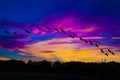 Cranes flying in magnificent evening sky with violet and orange clouds