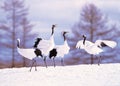 Cranes In Snowscape