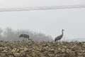 Cranes standing in a field looking for food Royalty Free Stock Photo