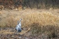 2 cranes are standing in a field looking for food Royalty Free Stock Photo