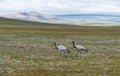 Cranes Steppe Mongolia