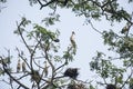 The cranes on the tree in a jungle in West Bengal India Royalty Free Stock Photo