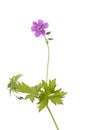 Cranesbill Royalty Free Stock Photo