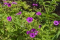 Cranesbill, geraniaceae, flower in strong purple pink