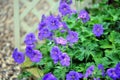 Cranesbill geranium