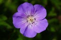Cranesbill, Geranium cinereum Royalty Free Stock Photo