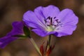 Cranesbill, Geranium cinereum Royalty Free Stock Photo