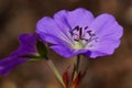 Cranesbill, Geranium cinereum