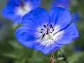 Cranesbill geranium flower with a little fly Royalty Free Stock Photo