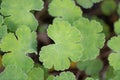 Cranesbill, Geranium renardii, iconic leaves