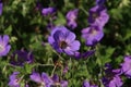 Cranesbill Geranium Rozanne in violet color