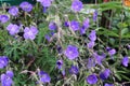 A cranesbill plant with viney purple flowers