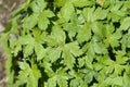 Cranesbill Rose Clair