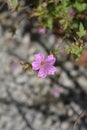 Cranesbill Rose Clair