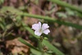 Cranesbill Rose Clair