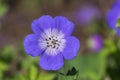 Cranesbills group of blue white purple flowers in bloom, Geranium Rozanne flowering ornamental plant, green leaves Royalty Free Stock Photo