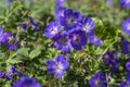 Cranesbills group of blue white purple flowers in bloom, Geranium Rozanne flowering ornamental plant, green leaves Royalty Free Stock Photo