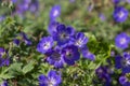 Cranesbills group of blue white purple flowers in bloom, Geranium Rozanne flowering ornamental plant, green leaves Royalty Free Stock Photo