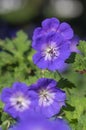 Cranesbills group of blue white purple flowers in bloom, Geranium Rozanne flowering ornamental plant, green leaves Royalty Free Stock Photo