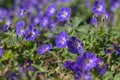 Cranesbills group of blue white purple flowers in bloom, Geranium Rozanne flowering ornamental plant, green leaves Royalty Free Stock Photo