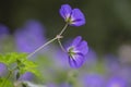 Cranesbills group of blue white purple flowers in bloom, Geranium Rozanne flowering ornamental plant, green leaves Royalty Free Stock Photo