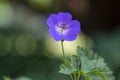 Cranesbills group of flowers in bloom, Geranium Rozanne beautiful flowering blue purple white park plant