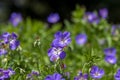 Cranesbills group of flowers in bloom, Geranium Rozanne beautiful flowering blue purple white park plant Royalty Free Stock Photo