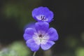 Cranesbills group of flowers in bloom, Geranium Rozanne beautiful flowering blue purple white park plant Royalty Free Stock Photo