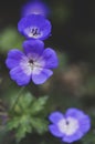 Cranesbills group of flowers in bloom, Geranium Rozanne beautiful flowering blue purple white park plant Royalty Free Stock Photo