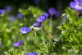Cranesbills group of flowers in bloom, Geranium Rozanne beautiful flowering blue purple white park plant Royalty Free Stock Photo