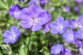 Cranesbills group of flowers, Geranium Rozanne in bloom