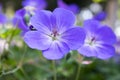 Cranesbills group of flowers, Geranium Rozanne in bloom