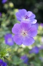 Cranesbills group of flowers, Geranium Rozanne in bloom