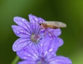 Cranesbills group of flowers, Geranium Rozanne in bloom