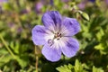 Cranesbills group of flowers, Geranium Rozanne in bloom