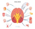 Cranial nerves diagram Royalty Free Stock Photo