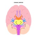 Cranial nerves diagram Royalty Free Stock Photo