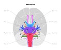 Cranial nerves diagram Royalty Free Stock Photo