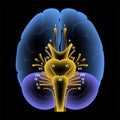 Cranial nerves diagram Royalty Free Stock Photo