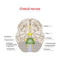 Cranial nerves. human brain and brainstem from below Royalty Free Stock Photo