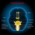 Cranial nerves. Human brain on dark background