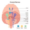 Cranial nerves. Human brain sections and its functions. Transmission