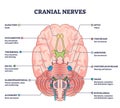 Cranial nerves pairs with anatomical sensory functions in outline diagram Royalty Free Stock Photo