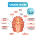Cranial nerves vector illustration. Labeled diagram with brain sections.