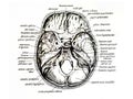 Cranial section drawing and its components