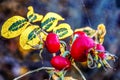 Canker rose in the autumn in garden near Luhachovice, Czech rep