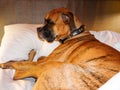 Cranky brindle boxer takes a nap in bed Royalty Free Stock Photo