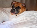 Cranky brindle boxer takes a nap in bed Royalty Free Stock Photo